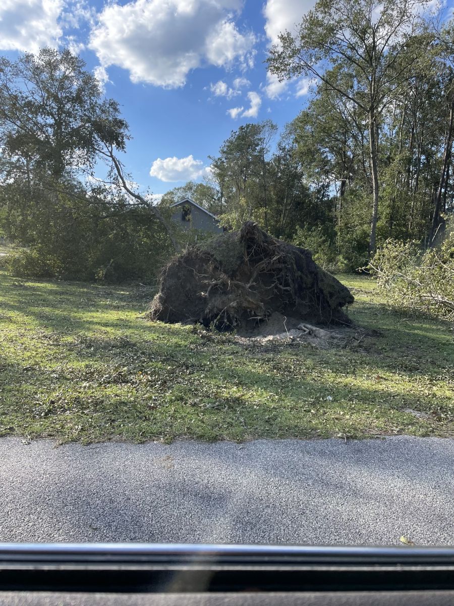 Broken tree