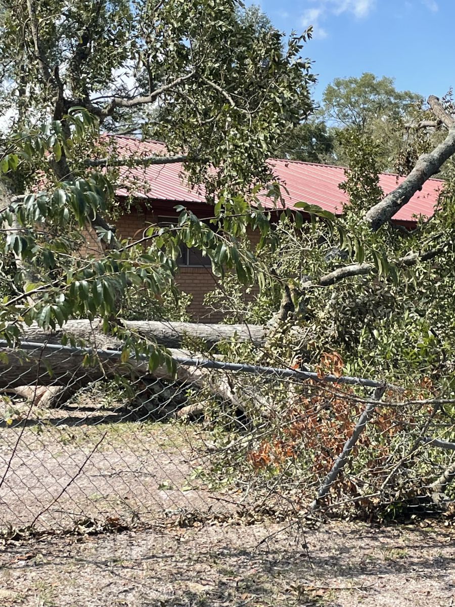 Broken tree